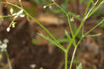 Michaux's saxifrage